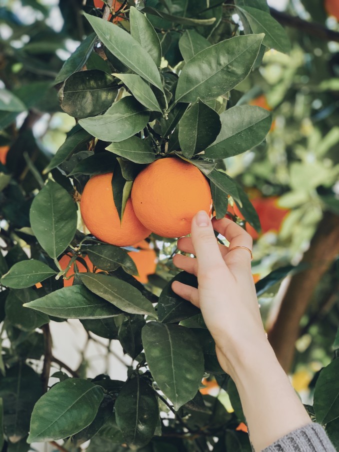 Lire la suite à propos de l’article Quels aliments afin de renforcer le système immunitaire ?