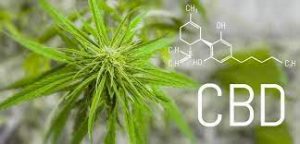 Lire la suite à propos de l’article Que doit-on connaitre sur le CBD ?